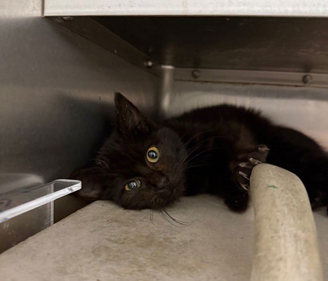 FIONA - Domestic Short Hair available for adoption