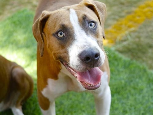 PATCH - Treeing Walker Coonhound available for adoption