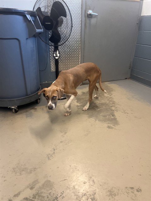 WAFFLES - Treeing Walker Coonhound available for adoption
