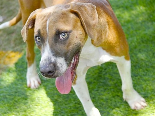 WAFFLES - Treeing Walker Coonhound available for adoption