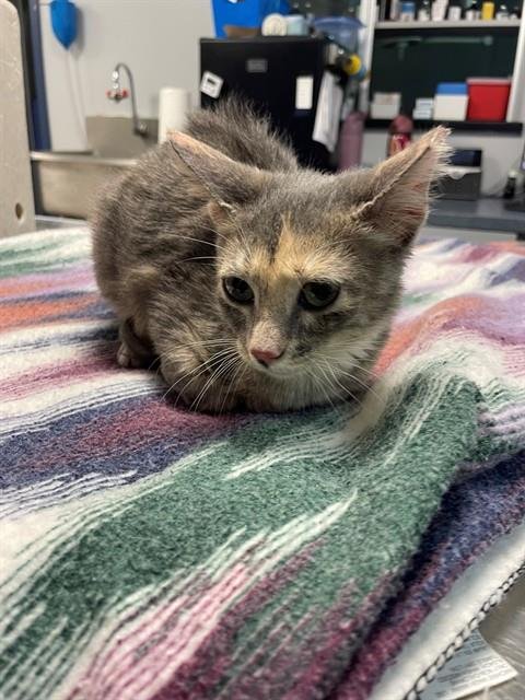 LAPIS LAZULI - Domestic Short Hair for adoption in Tallahassee