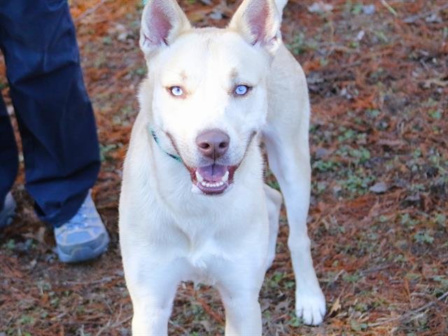 FROSTY - Husky / Labrador Retriever available for adoption