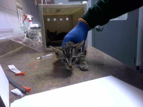 FIRECRACKER - Domestic Short Hair available for adoption