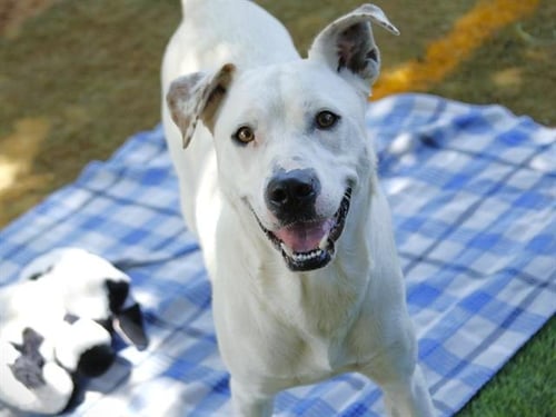 D.O.G. - Labrador Retriever available for adoption