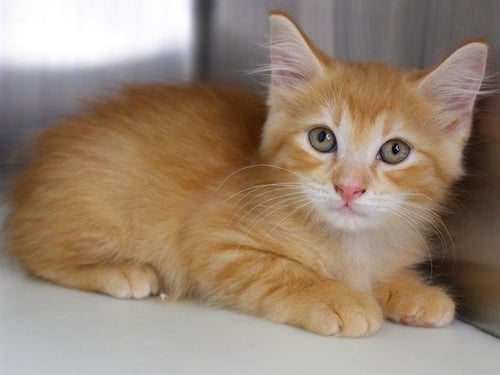 BUTTERSCOTCH - Domestic Long Hair available for adoption
