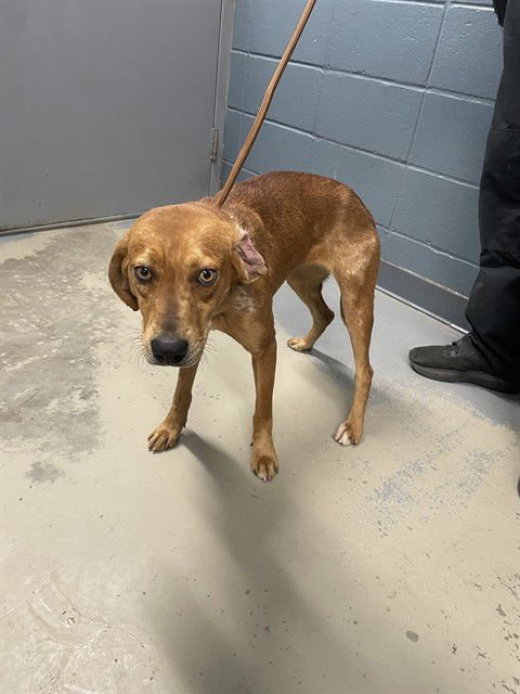 JUNEBUG - Redbone Coonhound available for adoption