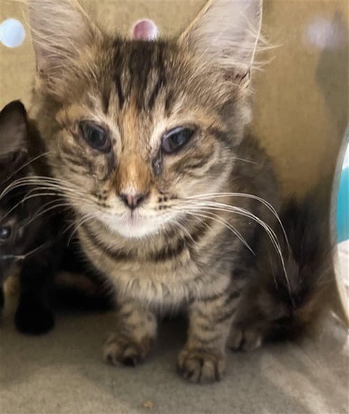 CELESTE - Domestic Short Hair available for adoption