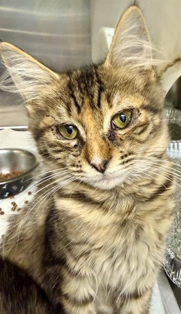 CELESTE - Domestic Short Hair available for adoption