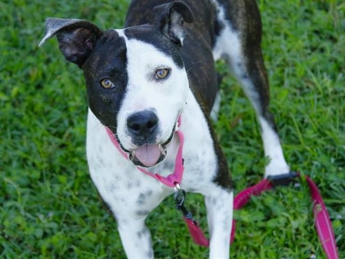 PENNY - American Staffordshire Terrier available for adoption