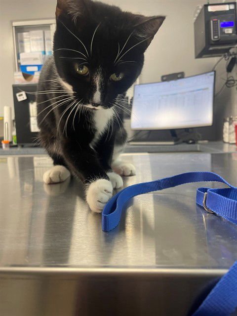 CUTIE PIE - Domestic Short Hair available for adoption