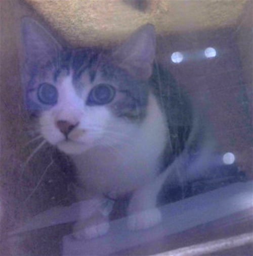 BUNNY - Domestic Short Hair available for adoption