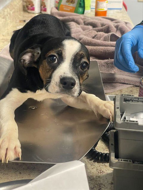 PAULIE - Boston Terrier / Chihuahua available for adoption