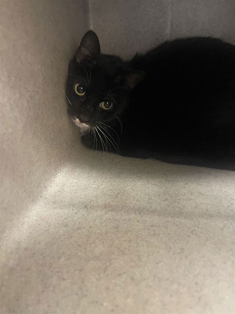 ELSA - Domestic Short Hair available for adoption