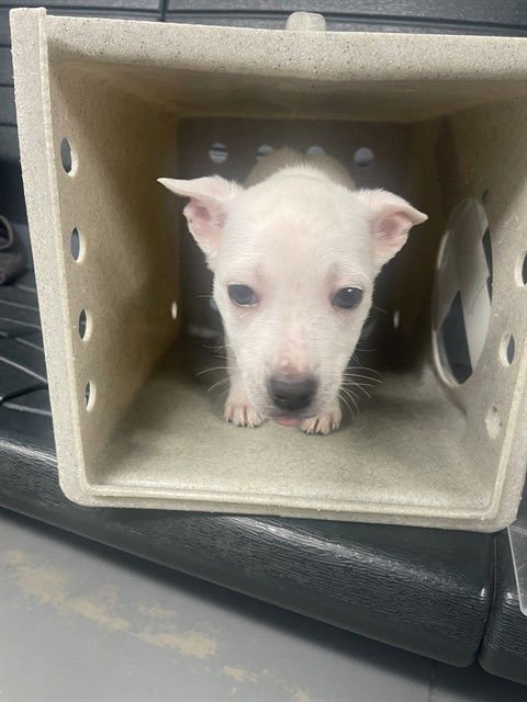 SNOWFLAKE - German Shepherd Dog available for adoption