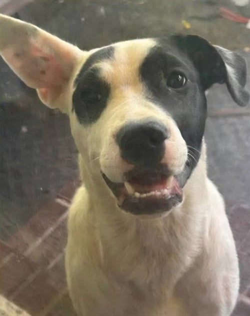 FIDDLER - Labrador Retriever available for adoption