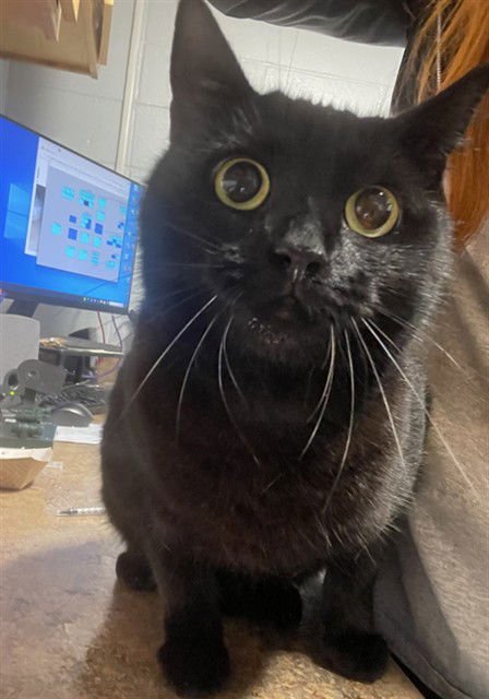 FEFE - Domestic Short Hair available for adoption