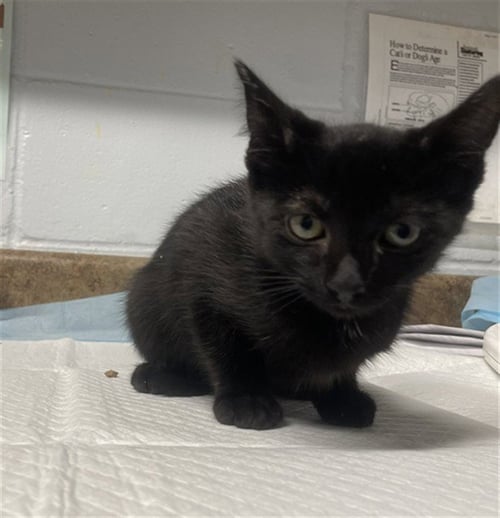 SUPERMAN - Domestic Short Hair for adoption in Tallahassee