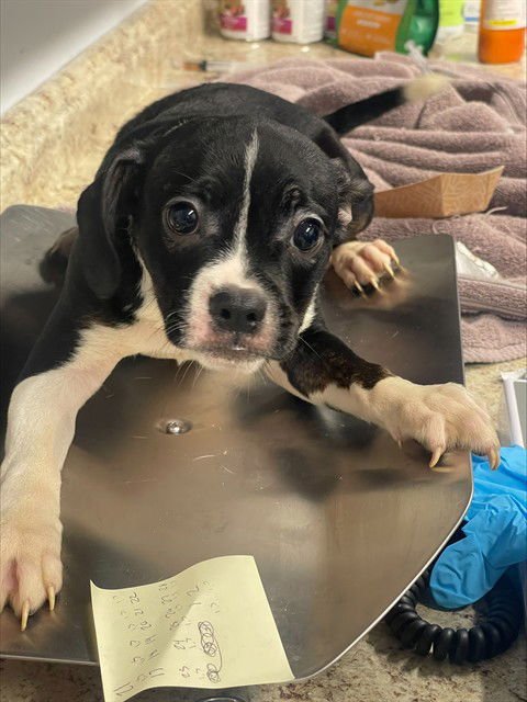 RONNIE - Boston Terrier / Chihuahua available for adoption