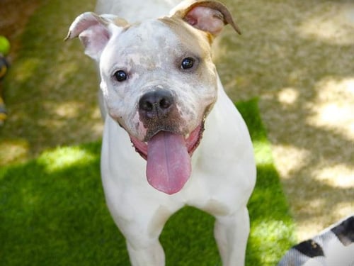 BANE - Boxer available for adoption