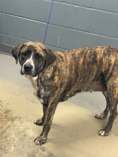 NALA - Mastiff available for adoption