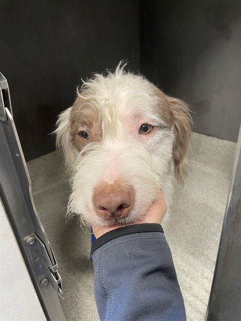 ZUKO - Poodle (Standard) / American Staffordshire Terrier available for adoption