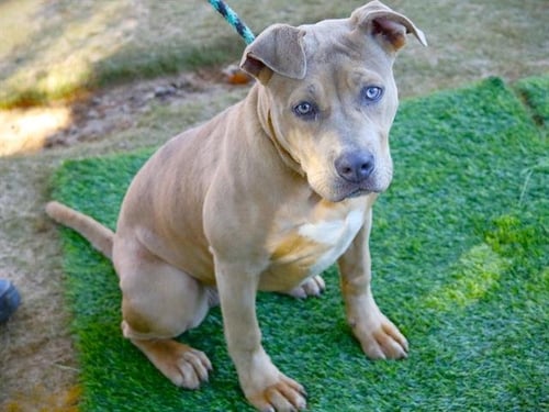 MAZY - American Staffordshire Terrier available for adoption