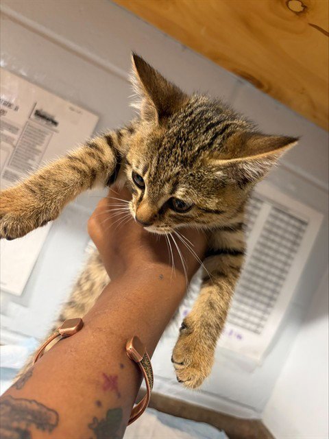 KYLE - Domestic Short Hair available for adoption