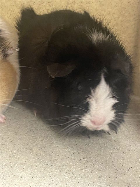 ONYX - Guinea Pig available for adoption