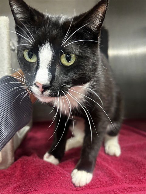 ROOKIE - Domestic Short Hair available for adoption