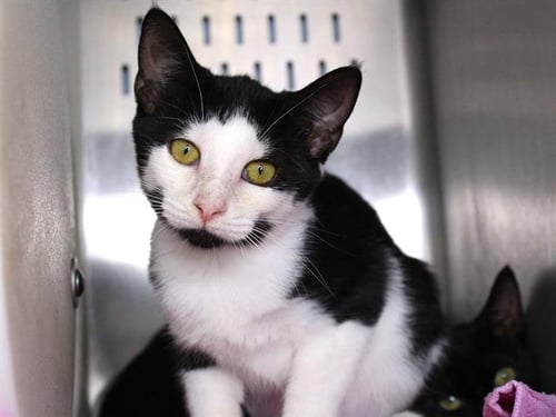 SALT - Domestic Short Hair available for adoption