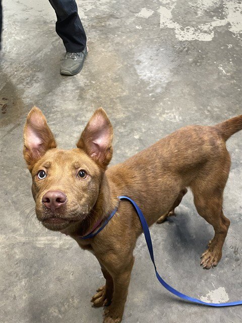 SKYLER MARIE - Labrador Retriever available for adoption