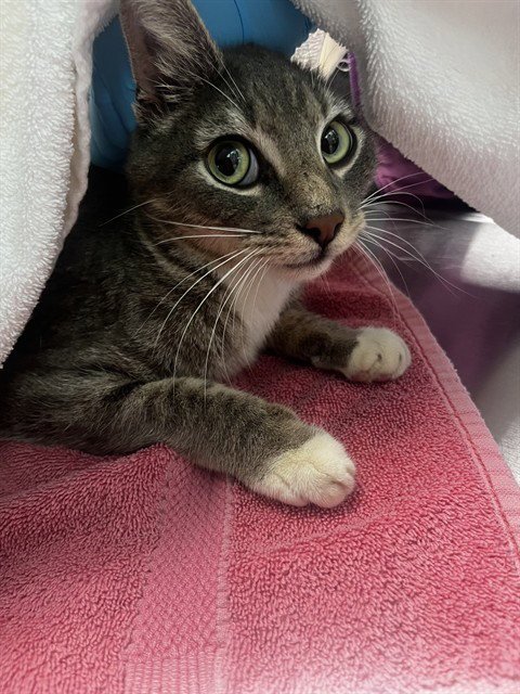 JAMES - Domestic Short Hair available for adoption