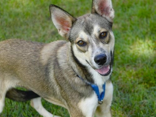 FIFI - German Shepherd Dog available for adoption