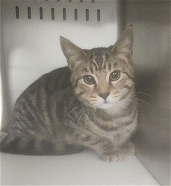 THOMAS - Domestic Short Hair available for adoption