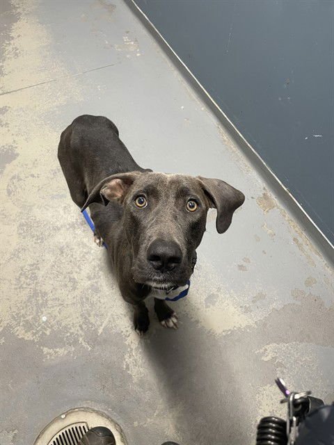 MOMMA ODIE - Weimaraner available for adoption