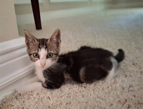 TOMMY - Domestic Short Hair available for adoption