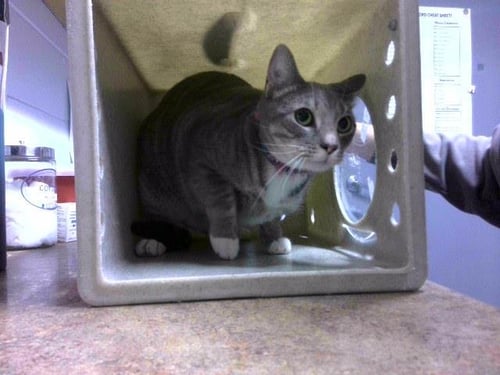 LUCAS - Domestic Short Hair available for adoption