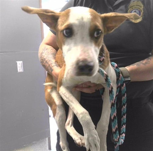 VARS - American Pit Bull Terrier available for adoption