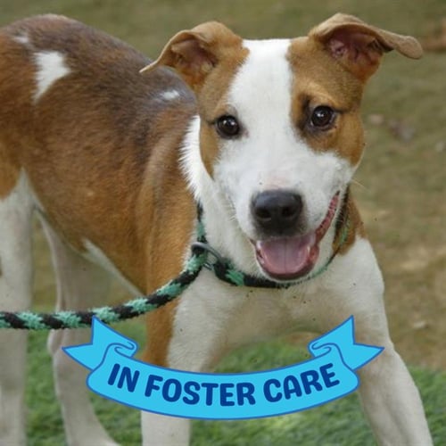 BUZZ LIGHTYEAR - Treeing Walker Coonhound / Australian Cattle Dog/Blue Heeler available for adoption