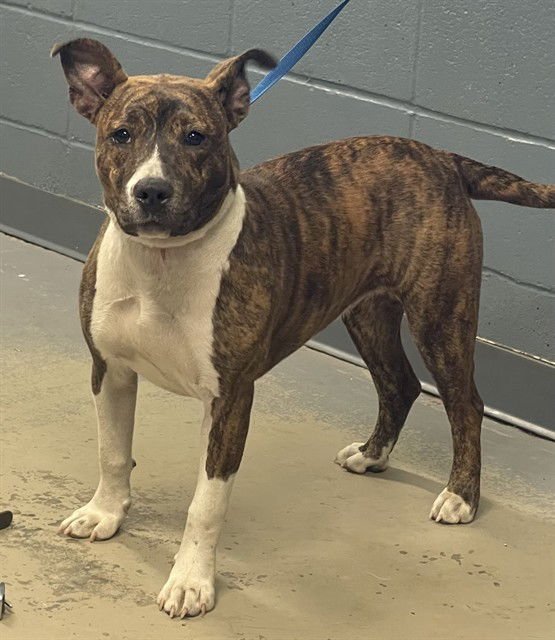 STRIPES - American Pit Bull Terrier available for adoption