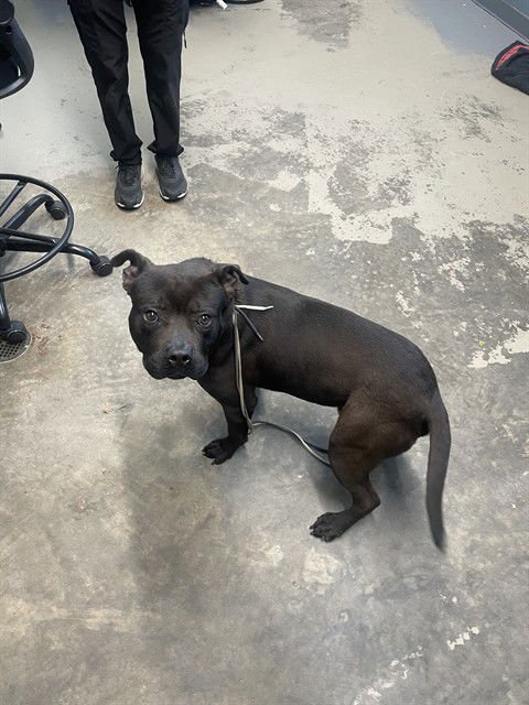 BUTCH - American Staffordshire Terrier available for adoption