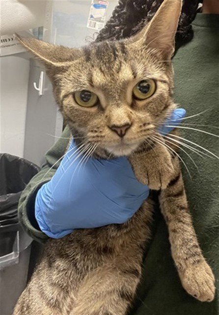 LAKAYA - Domestic Short Hair available for adoption