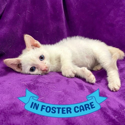 HAPPY - Domestic Short Hair for adoption in Tallahassee