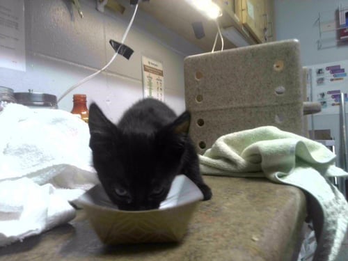 GARBANZO - Domestic Short Hair available for adoption