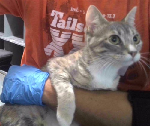GRETEL - Domestic Short Hair available for adoption