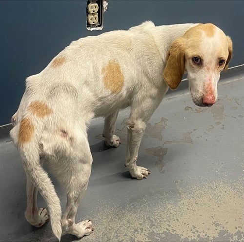 MIRANDA - Treeing Walker Coonhound available for adoption