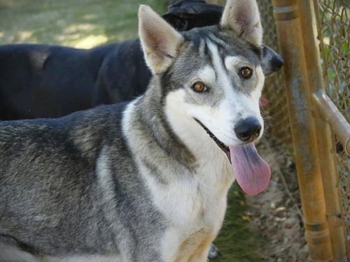 CHANEL - Husky available for adoption