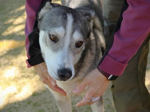 CHANEL - Husky available for adoption