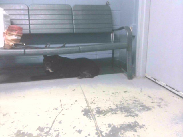 XENA - American Staffordshire Terrier available for adoption