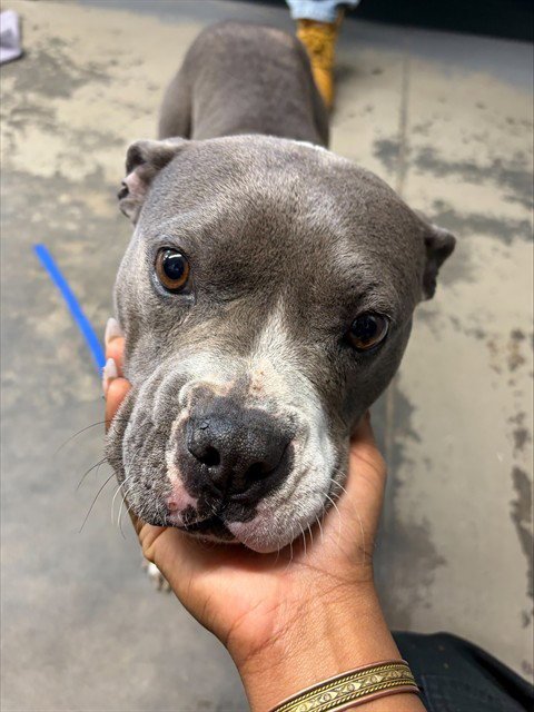 FRITOS - American Staffordshire Terrier available for adoption